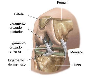 tendões posteriores do joelho